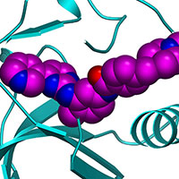 Pual Nurse Lecture Image