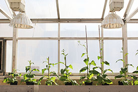 /-/media/images/general/p2/plants-in-greenhouse.ashx?h=184&w=275&hash=CD14DA028FFB5D25F6D873964CA02633