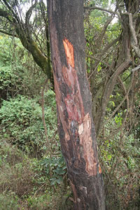 Prunus Africana