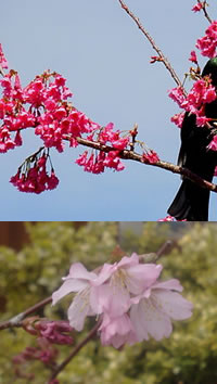Prunus Florwers