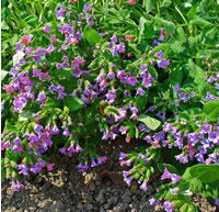 Pulmonaria_officinalis
