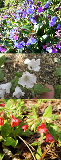 Pulmonaria