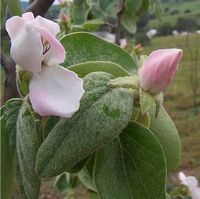 quince flowers photo copyright CC-BY-SA