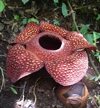 Rafflesia_sumatra picture by  Ma_Suska 
