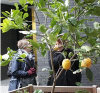 Royal College of Physicians garden