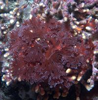 red algae