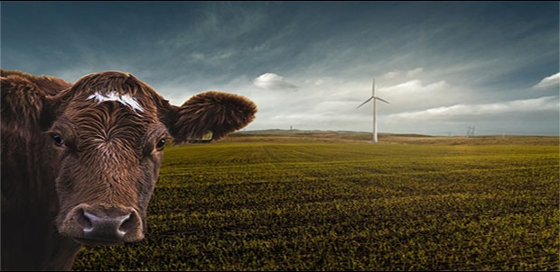 renewable energy