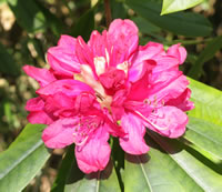 rhododendron