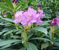 Rhododendron_pontica