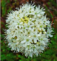 Rhododendron_tomentosum