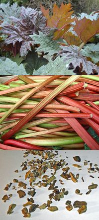 rhubarb