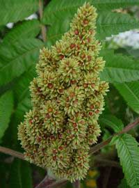 rhus typhina