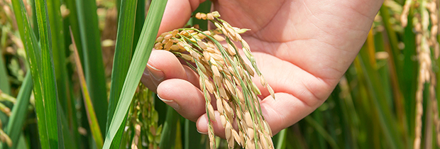 Rice crop 