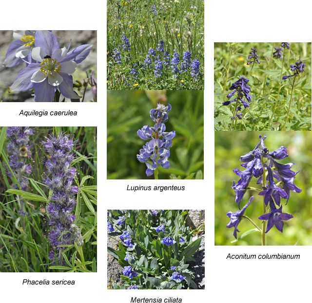 Rocky Flowers