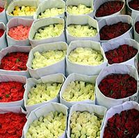 roses by Brian Jeffery Beggerly 