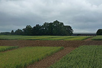 Rothamsted Reseach