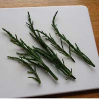 salicornia