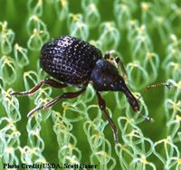 salvinia weevil