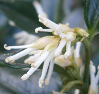 Sarcococca confusa inflorescence by Meneerke Bloem 