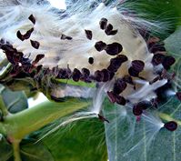 Seed Calotropis procera by Victor Korniyenko