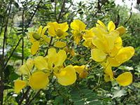 senna auriculata