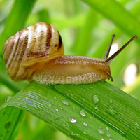 snail