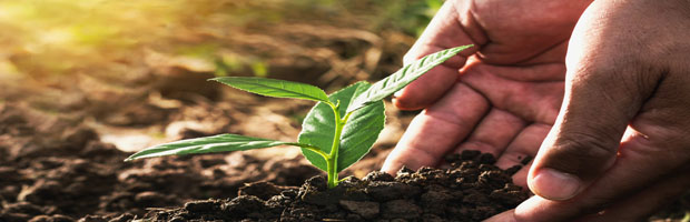 Soil and Plant 