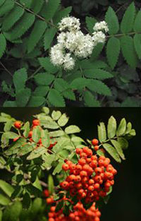 Sorbus aucuparia top picture by Rasbak and bottom by Pleple2000