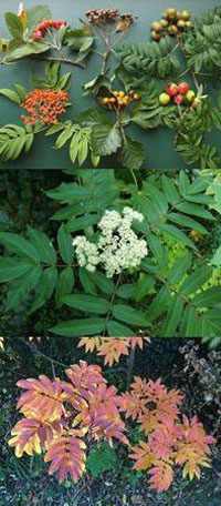 Sorbus sargentiana pictured (top) by Timothy Walker, others by MPF