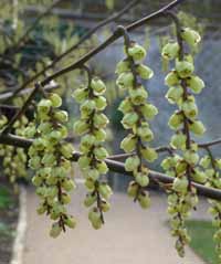 stachyurus