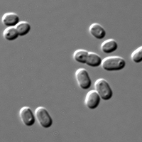 Synechococcus - a tiny bacterium common in marine ecosystems