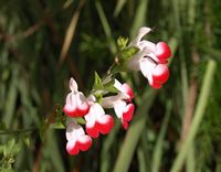 Salvia hot lips