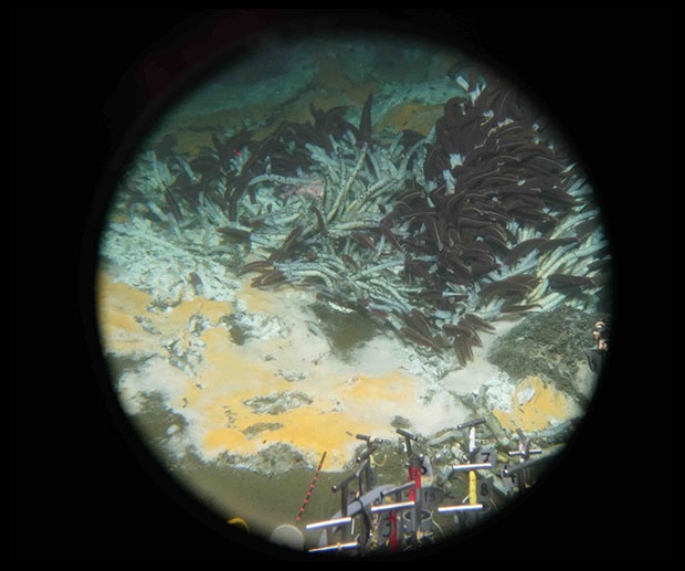 Sea floor