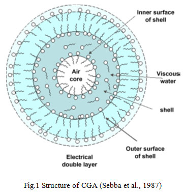 Fig.1 Structure of CGA (Sebba et al., 1987)