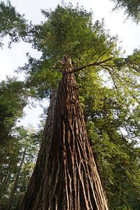 sequoia_sempervirens- Allie Caulfield - CC-BY