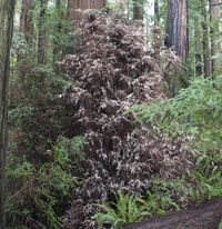 sequoia_sempervirencs_ghost- Alison Foster - CC-BY-SA