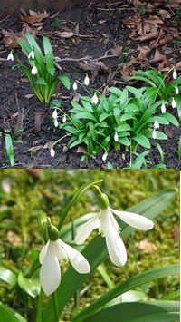 Snowdrop