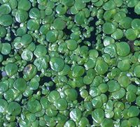 Spirodela polyrrhiza photo by Pixeltoo 