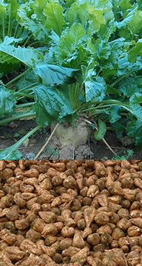 cugar beet