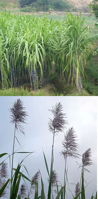sugar cane