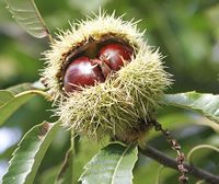 Sweet Chestnuts by Fir0002