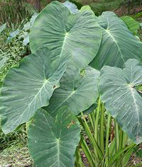 taro