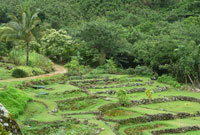 taro terraces