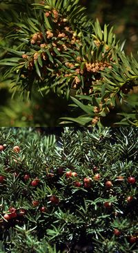 Taxus Oxford Botanic Garden 