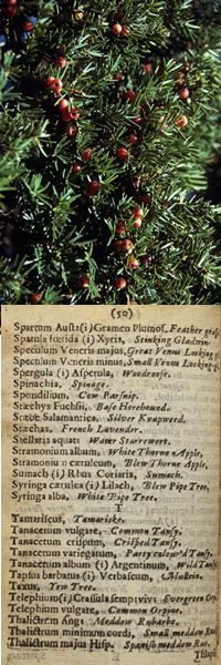 taxus