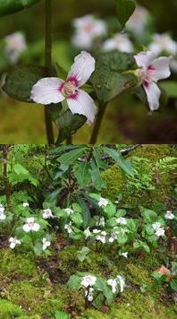 trillium