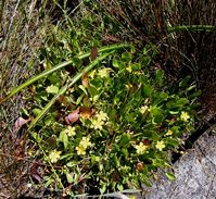 Villarsia capensis bush photo by Andrew Massyn 