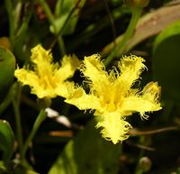 Villasia capensis cape bogbean photo by Andrew Massyn 