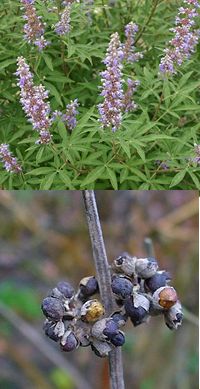 vitex_agnus-castus