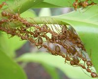 weaver ants